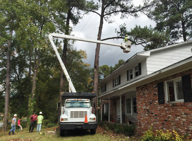 How Our Tree Care Process Works  in  Dunstan, ME